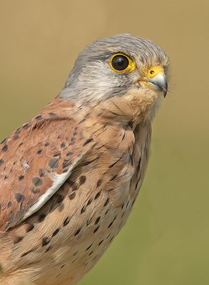 Torenvalk