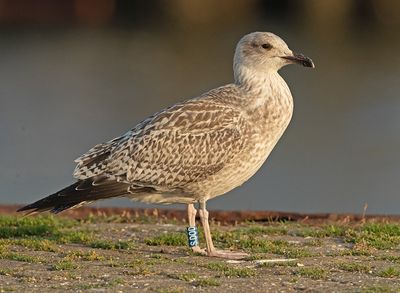 Zilvermeeuw-S.DOD