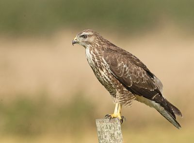 Buizerd 45