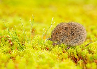 Muis