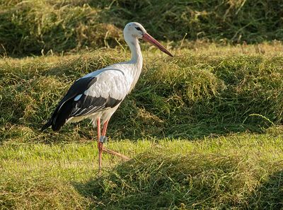 Ooievaar-9149