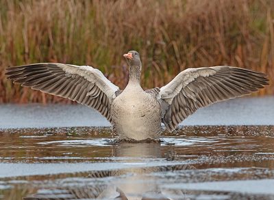 Grauwe Gans 4