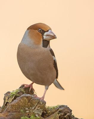 Appelvink 45