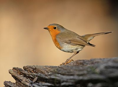 Roodborst 18