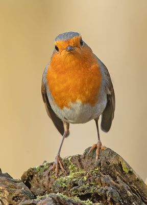 Roodborst frontal