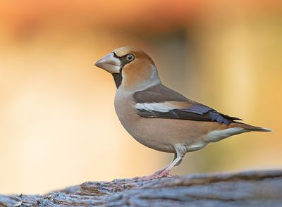 Appelvink 49