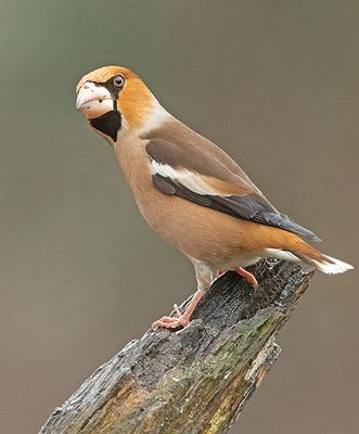 Appelvink 50