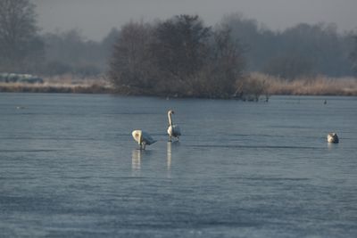 Knobbelzwaan P77K
