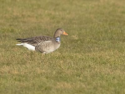 Grauwe-Gans-ST2