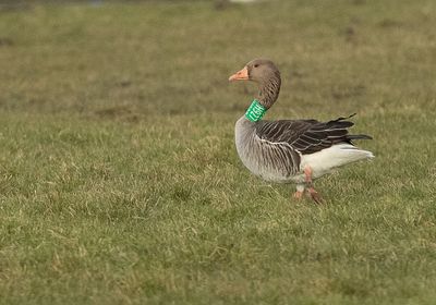Grauwe-Gans-H927