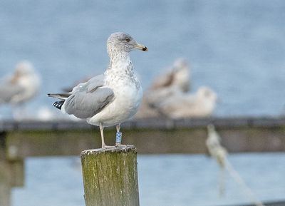 Zilvermeeuw-MNOG