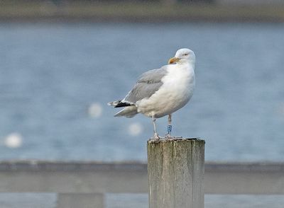 Zilvermeeuw-MCOG