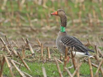 Grauwe-Gans-H609