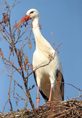Ooievaar-3E244