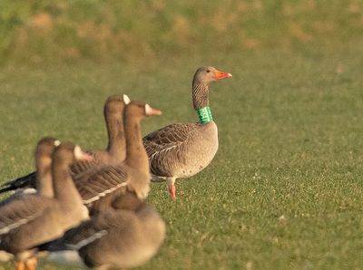 Grauwe-Gans-H847