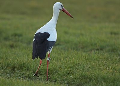 Ooievaar-8123