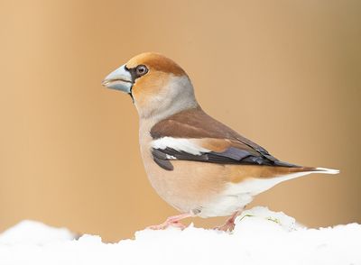 Appelvink 53
