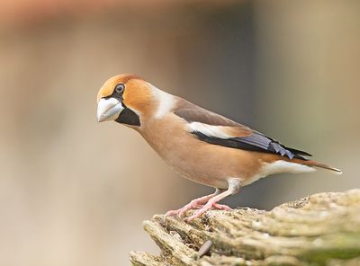 Appelvink 54