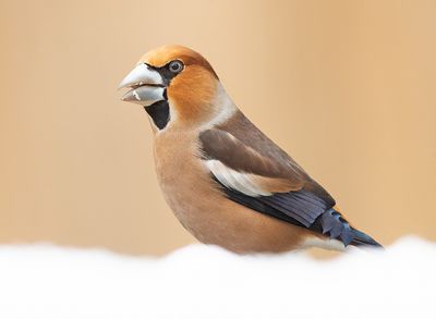 Appelvink 55