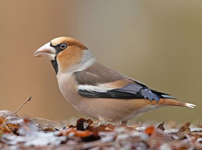 Appelvink 57