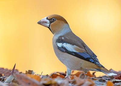 Appelvink 61