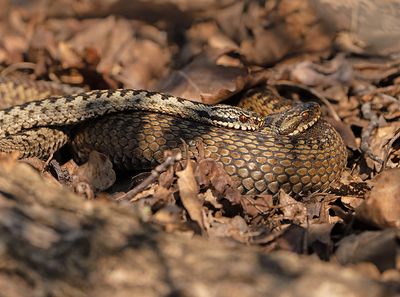 Adder 1