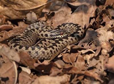 Adder 2