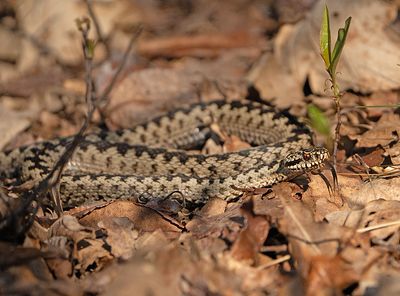 Adder 3
