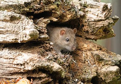 Bruine Rat