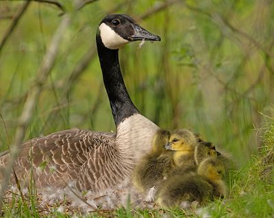 Grote Canadese Gans 8