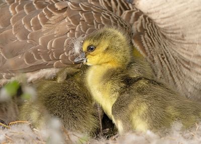 Grote Canadese Gans 9
