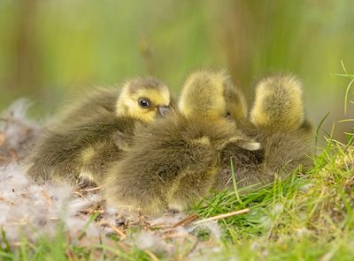 Grote Canadese Gans 10