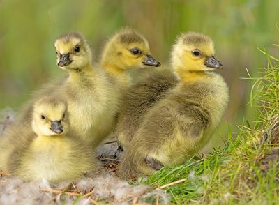 Grote Canadese Gans