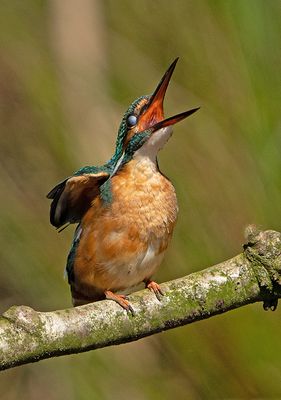 IJsvogel 72