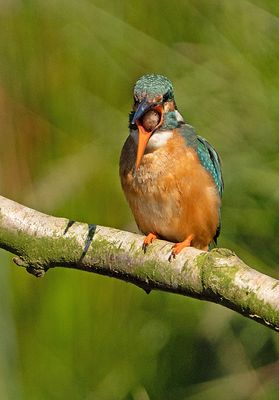 IJsvogel 73