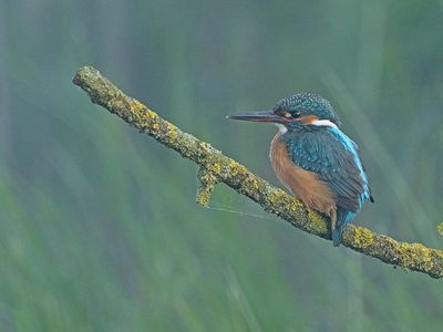 IJsvogel 74