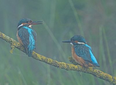 IJsvogel