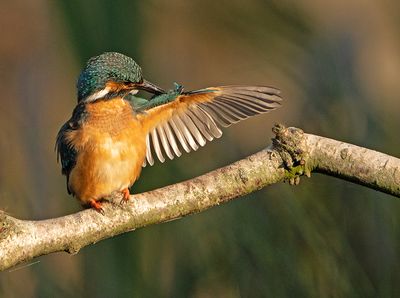 IJsvogel 78