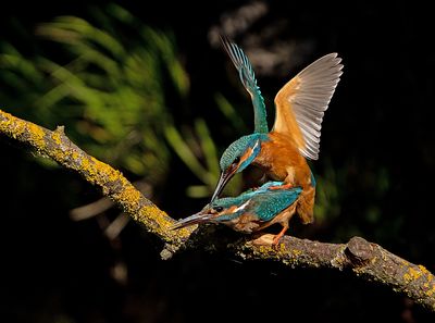 IJsvogel 79