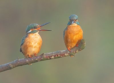 IJsvogel