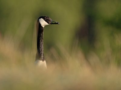 Grote Canadese Gans