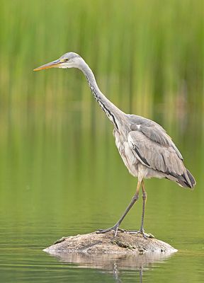 Blauwe Reiger