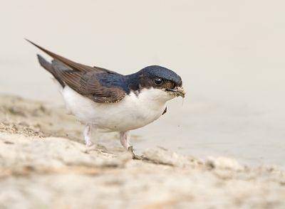 Huiszwaluw 5