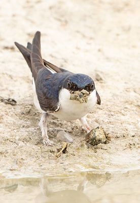 Huiszwaluw frontal