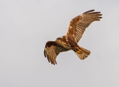 Bruine Kiekendief