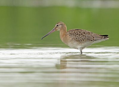 Grutto