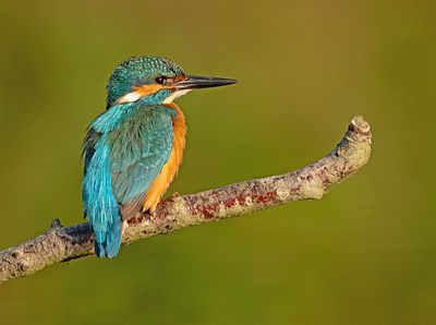 IJsvogel 81