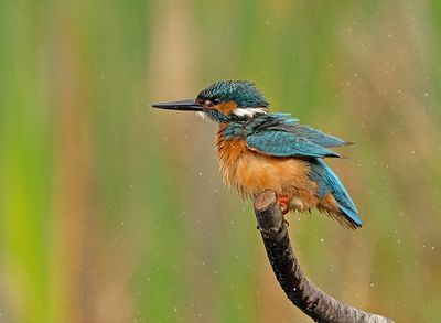 IJsvogel 82