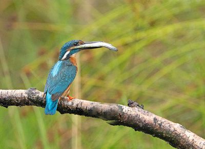 IJsvogel 83