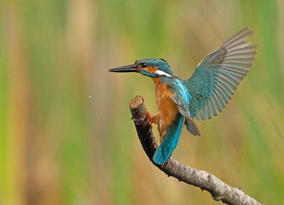 IJsvogel